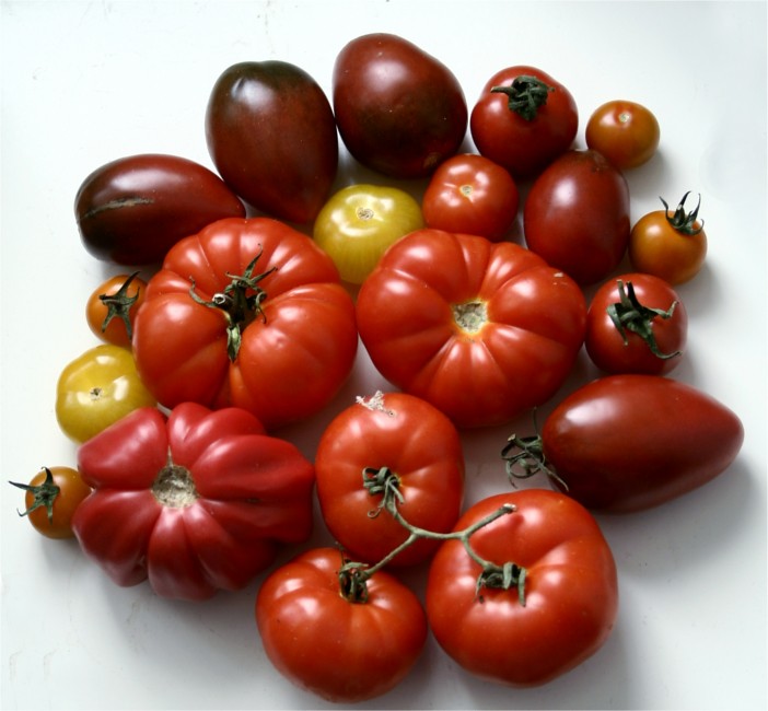 Brandywine Tomatoes: The Giant's Return (Image Credits: Flickr)