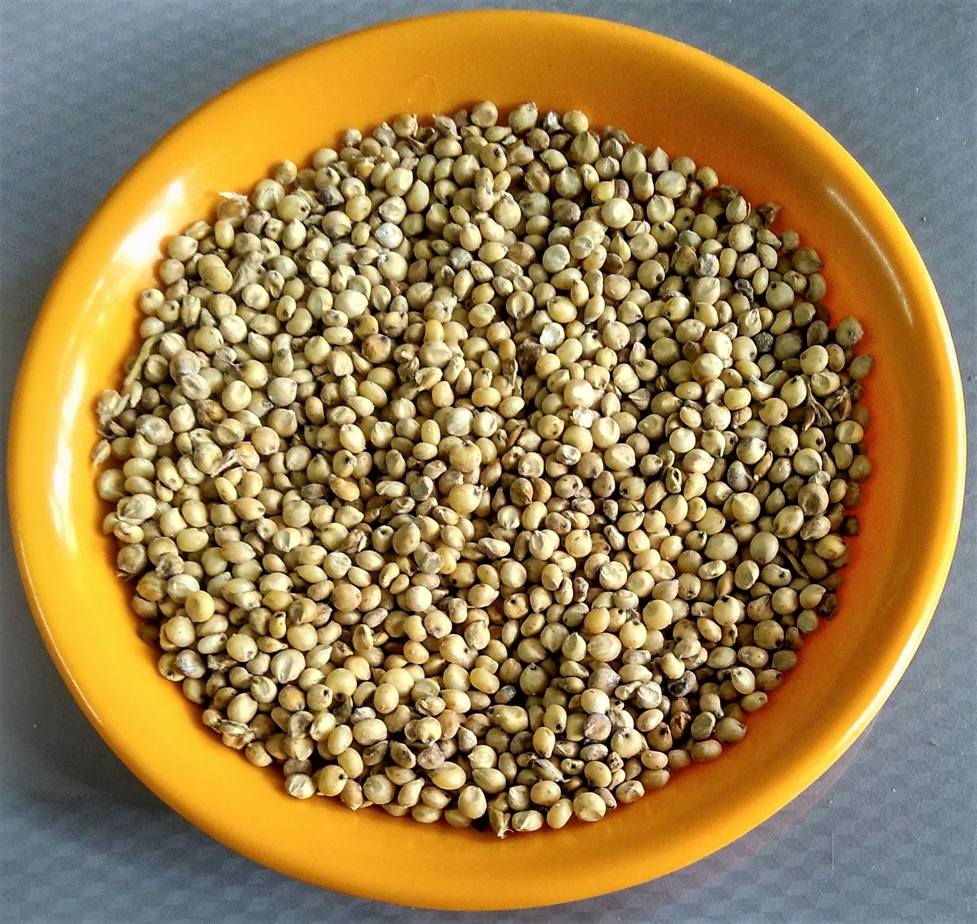 The Ancient African Grain: Sorghum (image credits: wikimedia)