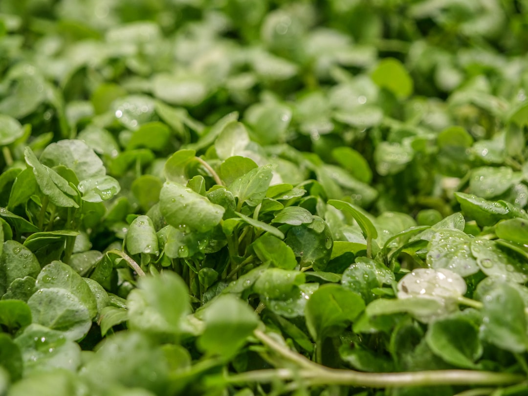 Watercress Takes the Crown (Image Credits: Unsplash)