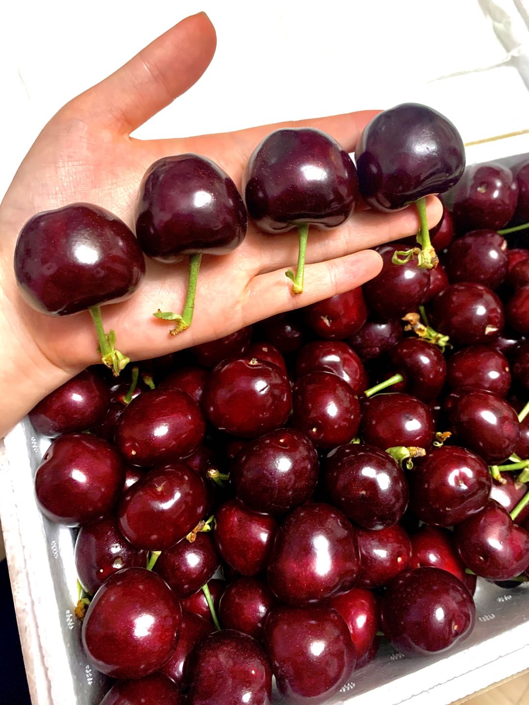 Cherries: The Seasonal Splurge Worth Making Organic (image credits: wikimedia)