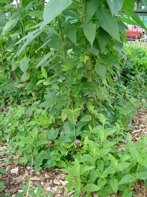 Soil, Ecology, and the Bigger Picture of Heirloom Farming (Image Credits: Wikimedia)