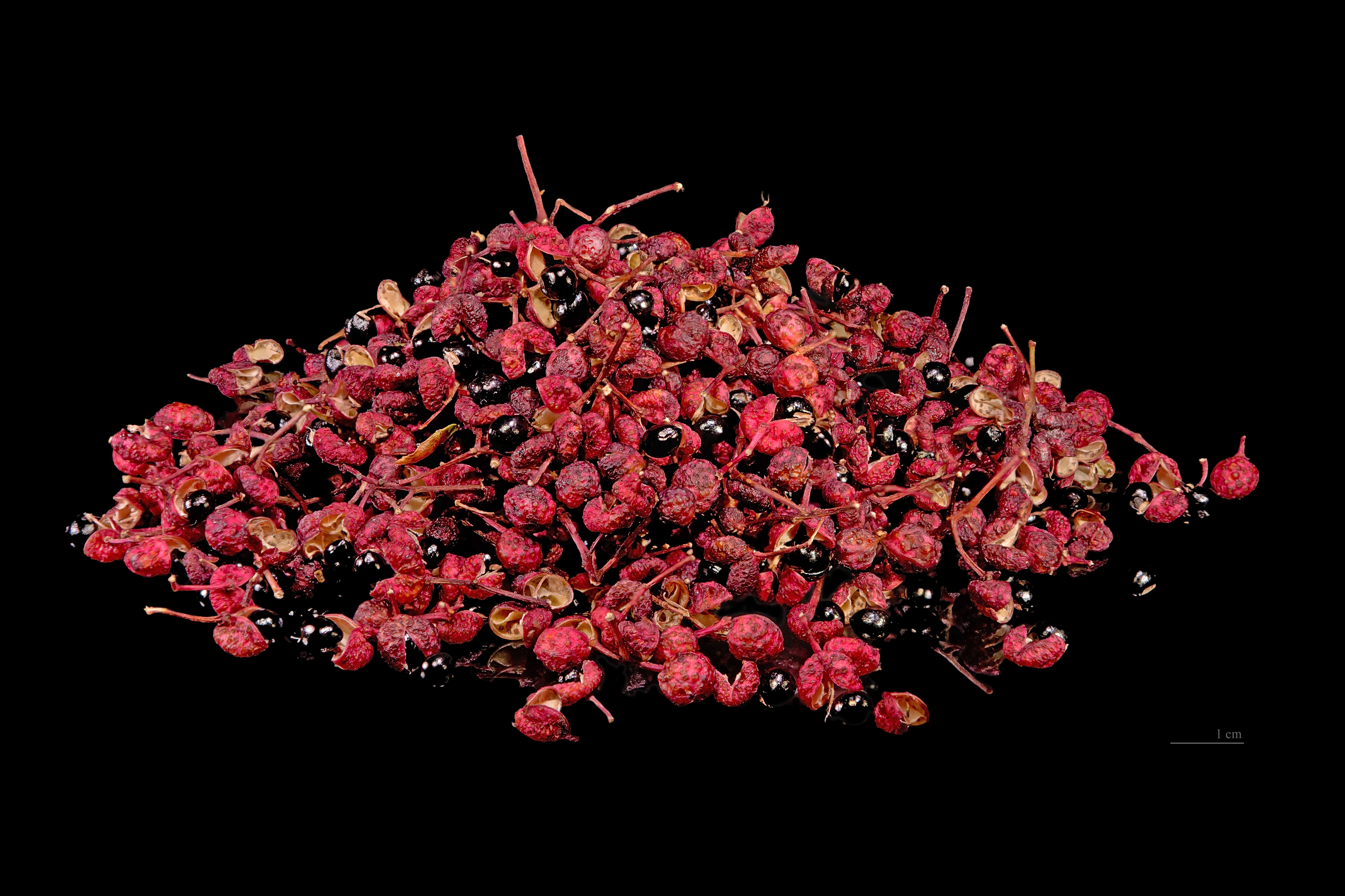 Szechuan Pepper - The Electric Sensation on Your Tongue (image credits: By Didier Descouens, CC BY-SA 4.0, https://commons.wikimedia.org/w/index.php?curid=22543385)