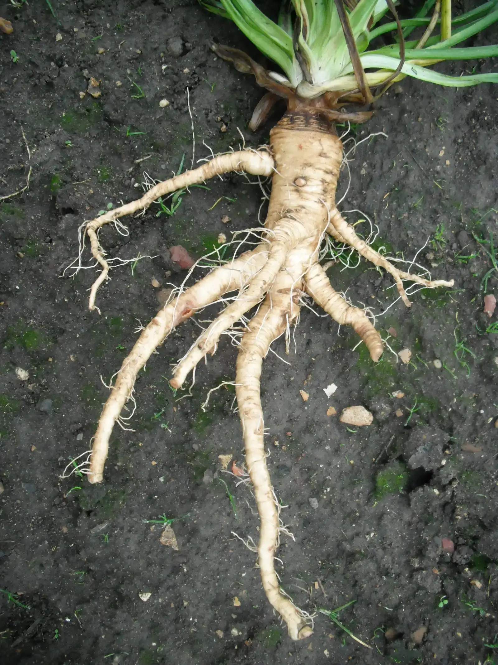 Salsify: The Forgotten Root That Belongs on Your Dinner Plate (By Simon Speed, CC0)
