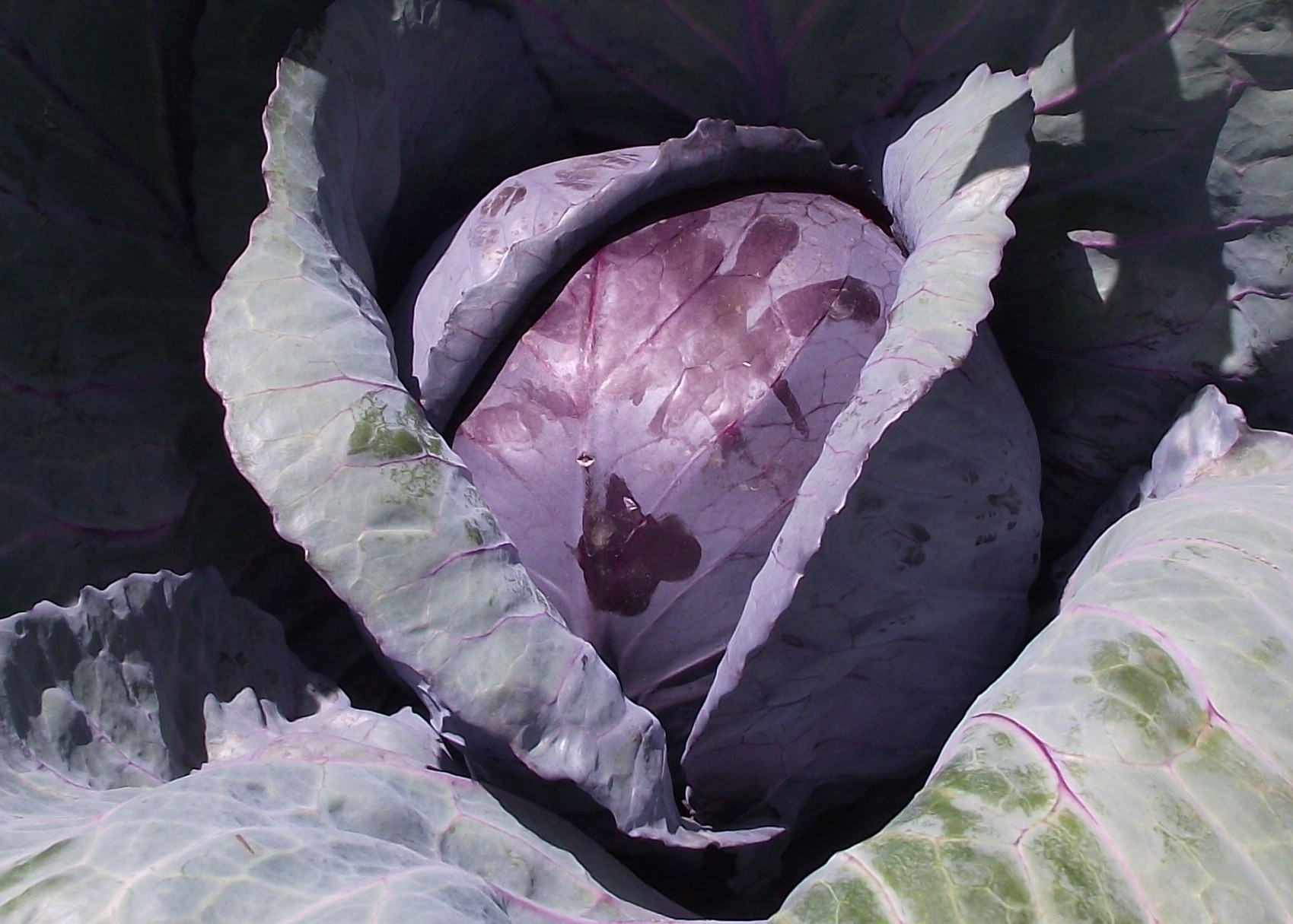 Cabbage Delivers Maximum Anti-Inflammatory Benefits (image credits: By Stickpen, Public domain, https://commons.wikimedia.org/w/index.php?curid=10686943)