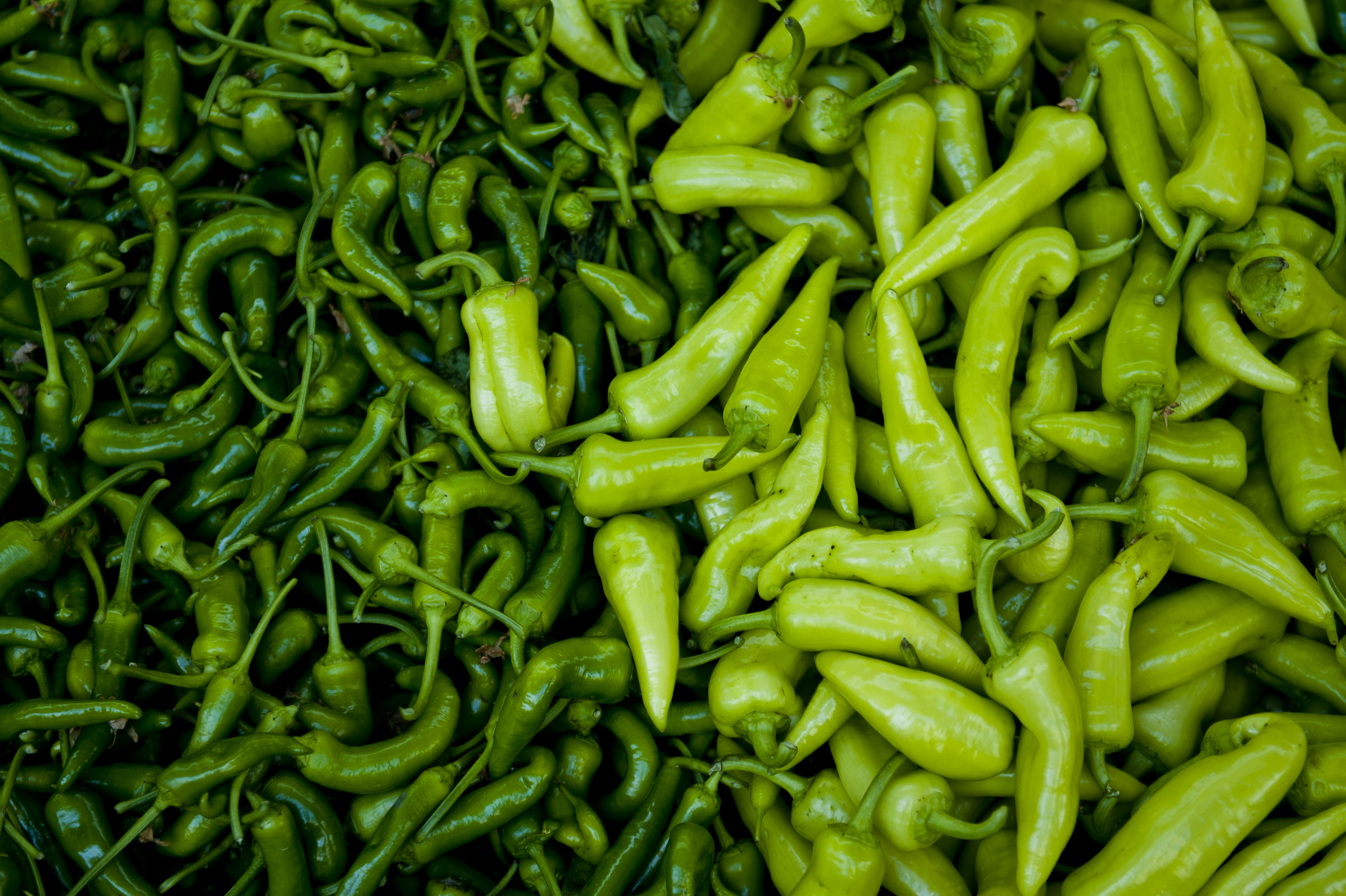 Chili Peppers: The Rising Cost of Heat (image credits: wikimedia)