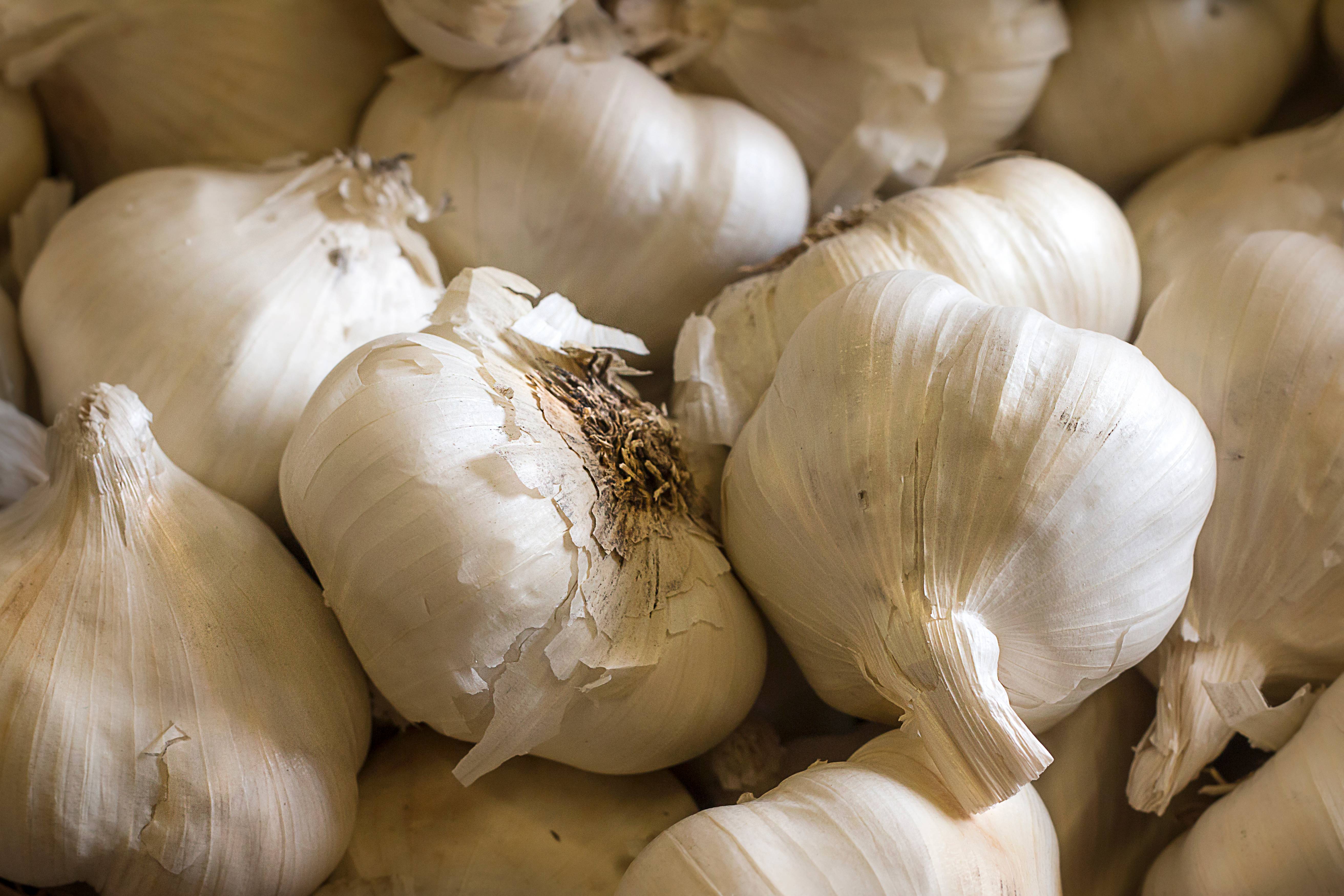 Garlic: The Ancient Antiviral Remedy (image credits: wikimedia)