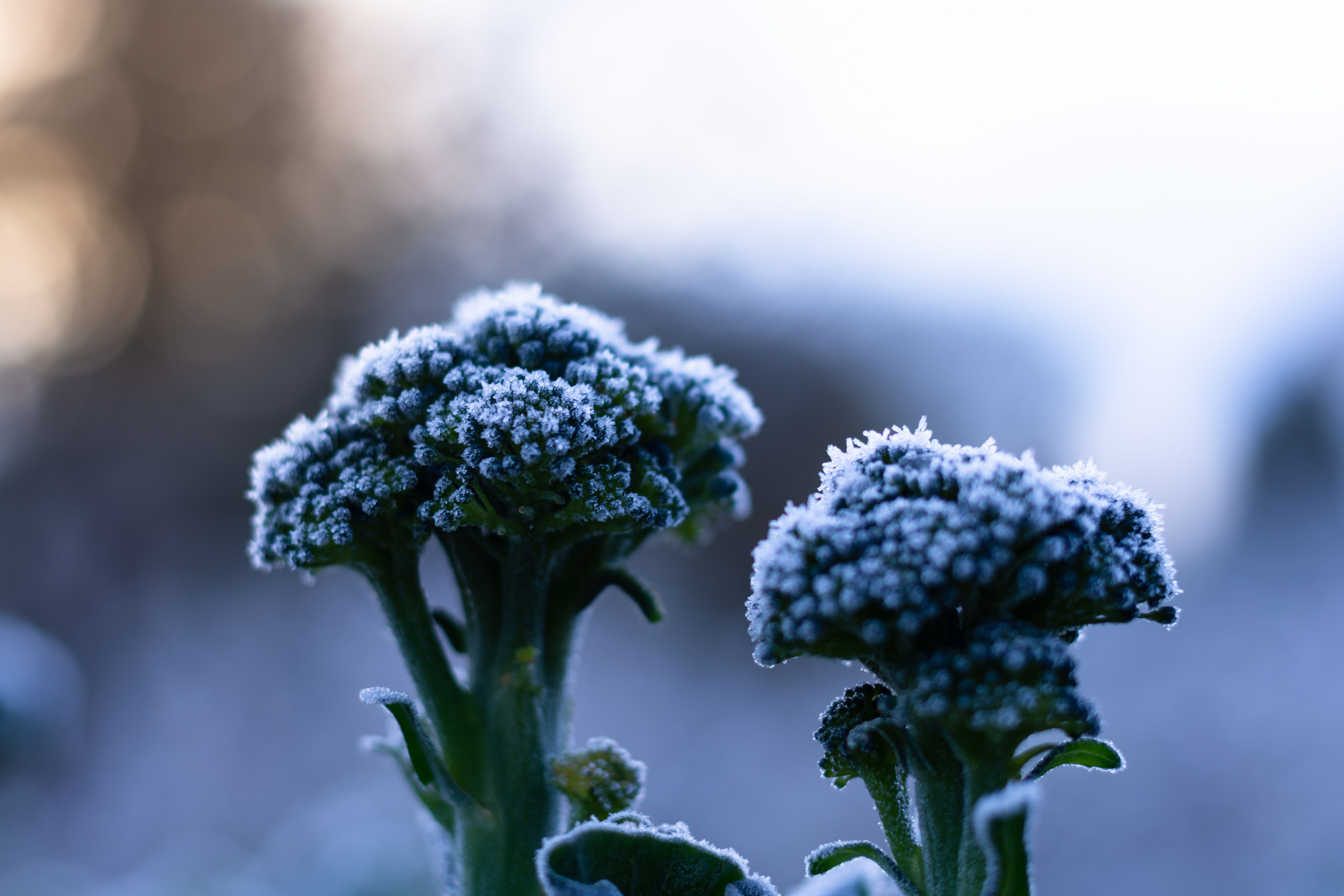 Frozen Broccoli Florets: Cancer-Fighting Compounds Intact (image credits: wikimedia)