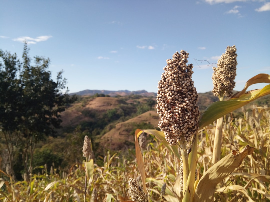 Sorghum: The Gluten-Free Champion (image credits: unsplash)