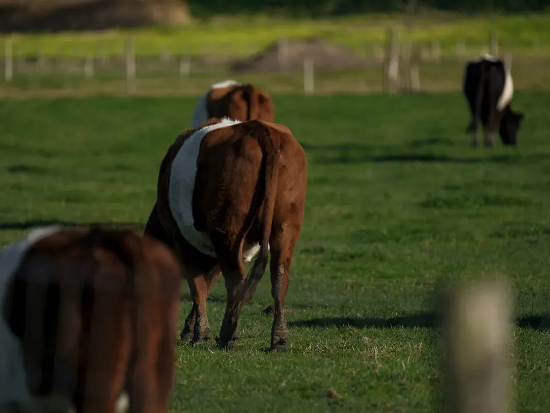 The Numbers Behind the Supply Problem (Image Credits: Unsplash)