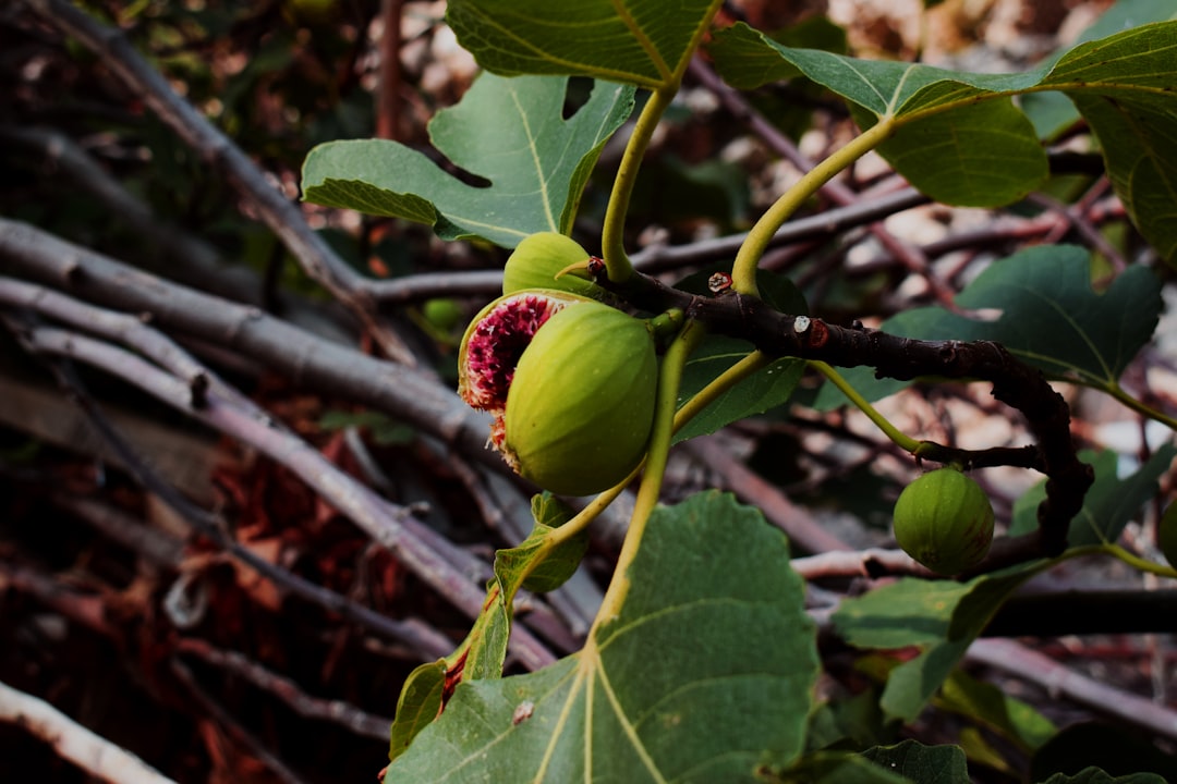 The Environmental Impact of Using Fig Leaves (image credits: unsplash)