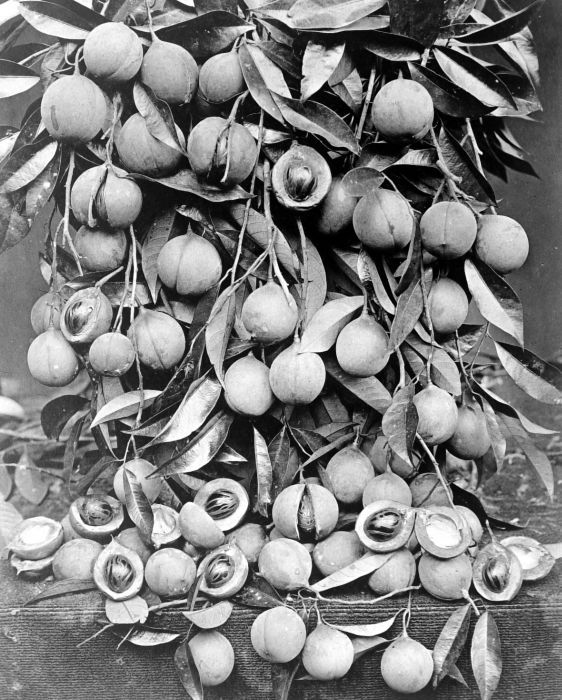 Nutmeg in Popular Culture (image credits: wikimedia)