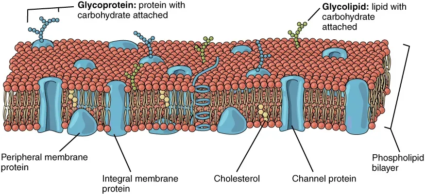 Cell Membranes Need Fat to Function (Image Credits: Wikimedia)