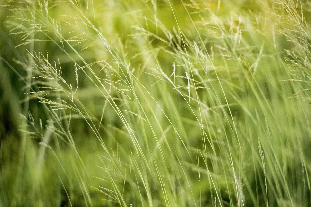 Environmental Implications: A Double-Edged Sword (image credits: pixabay)