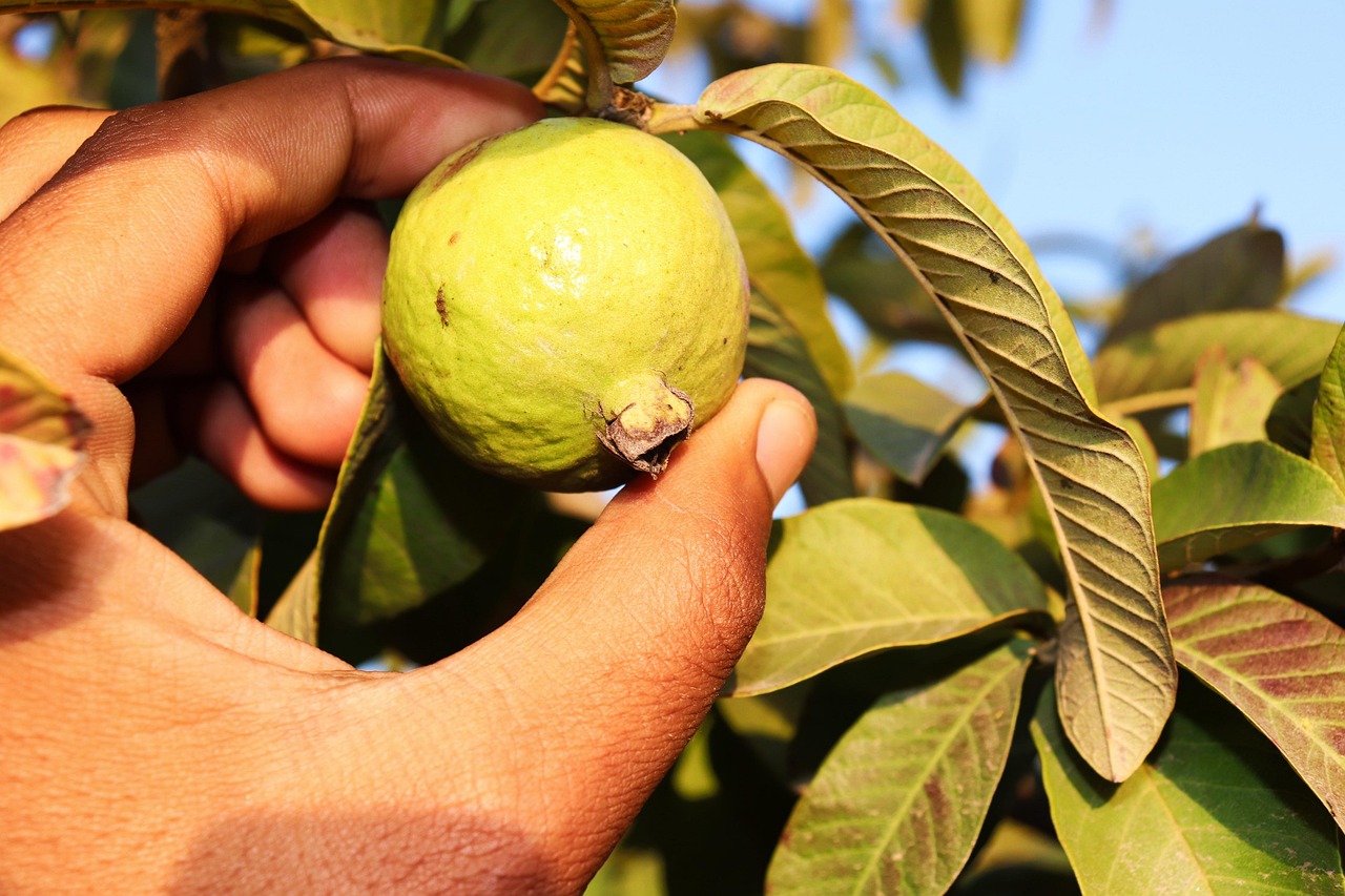 Guava: Exotic, Fiber-Filled, and Glucose Friendly (image credits: pixabay)