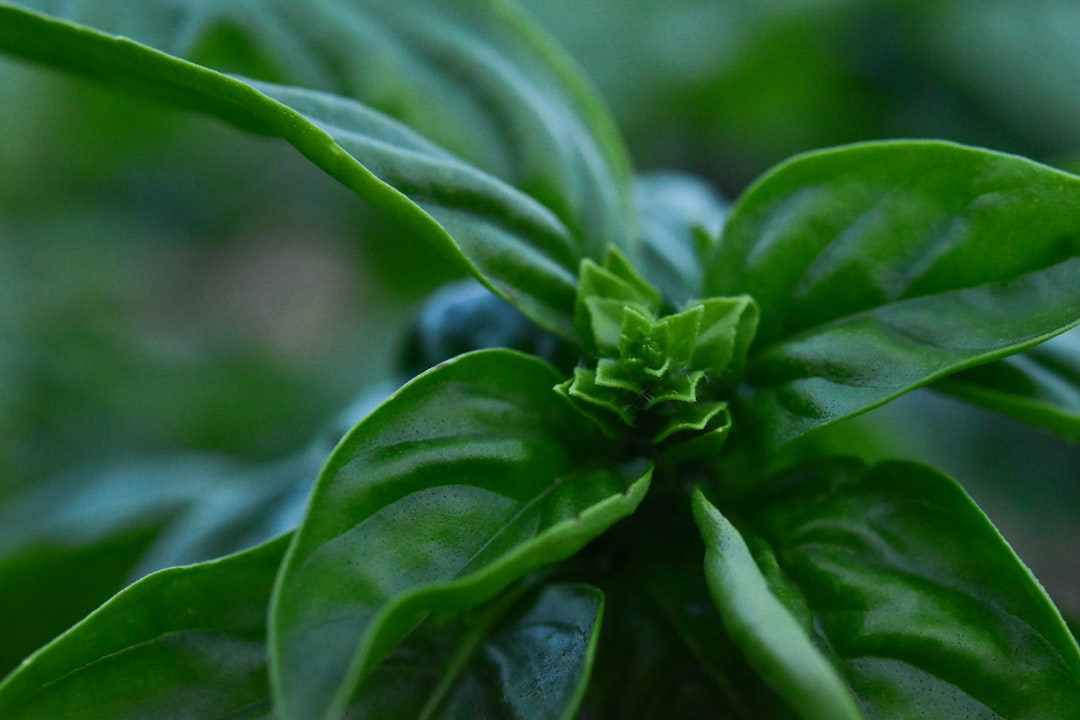 Basil: The Antioxidant Powerhouse (image credits: unsplash)