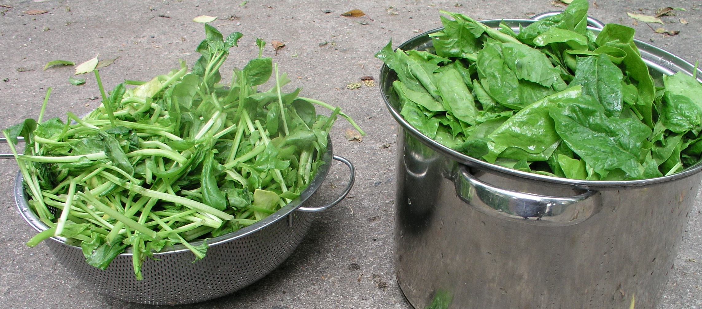 Spinach: The Nutritional Powerhouse (image credits: wikimedia)