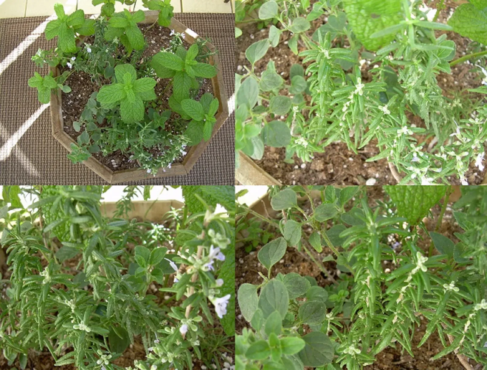 Oregano and Rosemary: The Antioxidant Powerhouses Hiding in Plain Sight (Image Credits: Wikimedia)