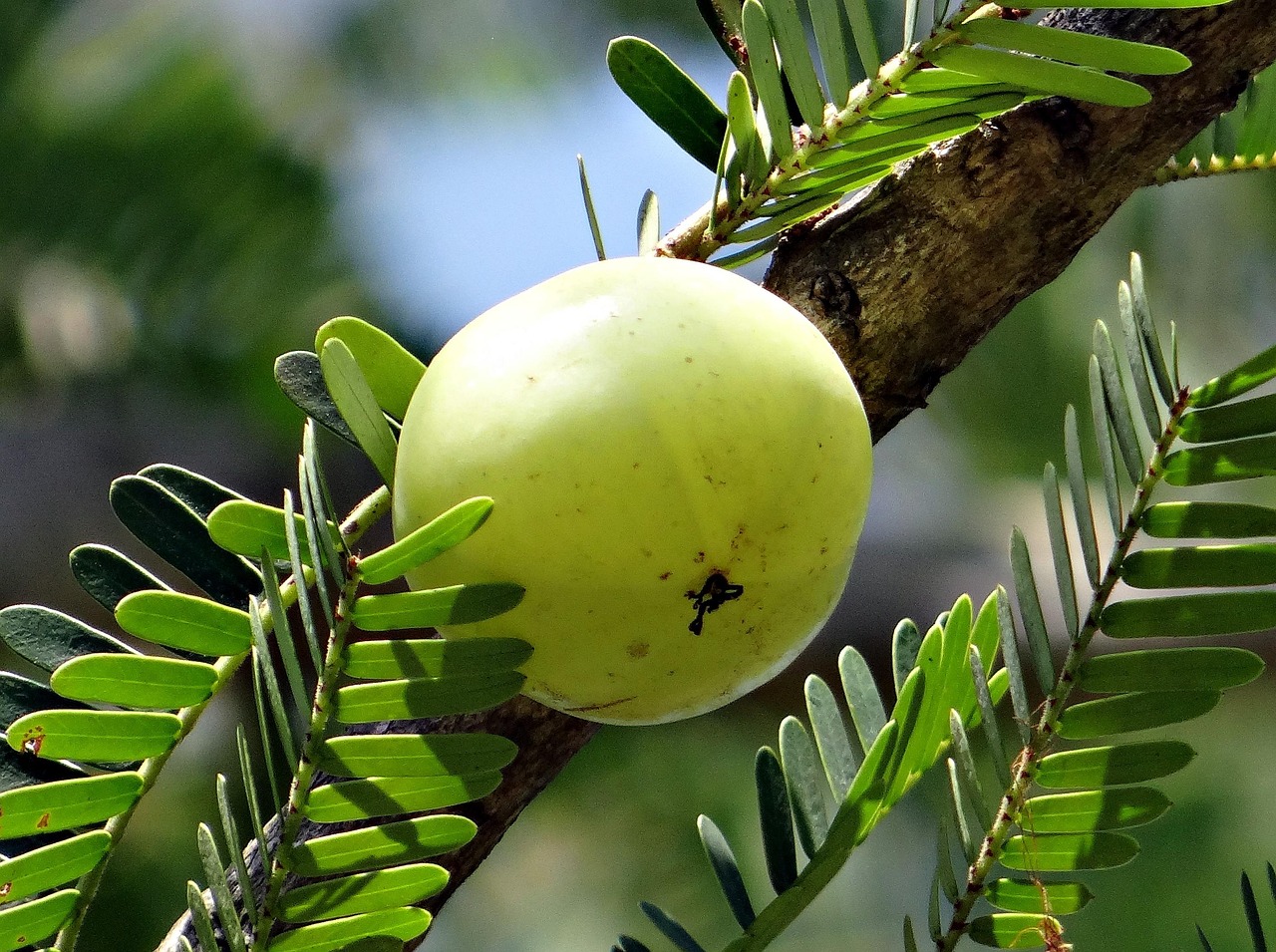 Amla (Indian Gooseberry) (image credits: pixabay)