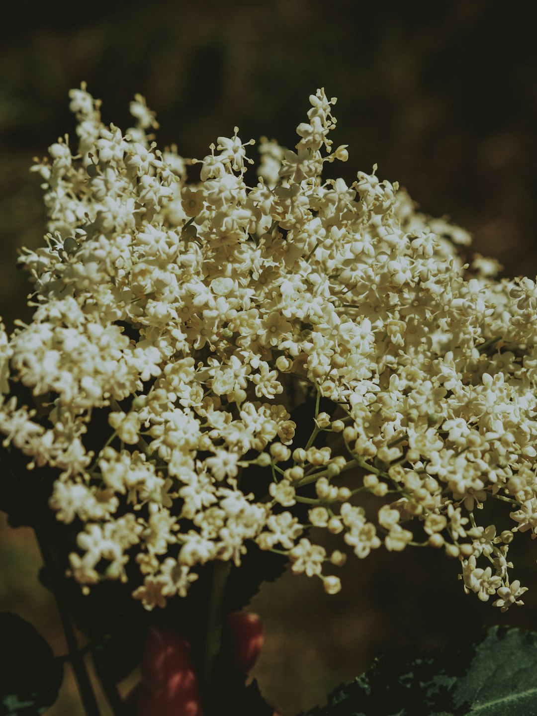 Elderflower: Floral Notes from Bygone Days (image credits: unsplash)