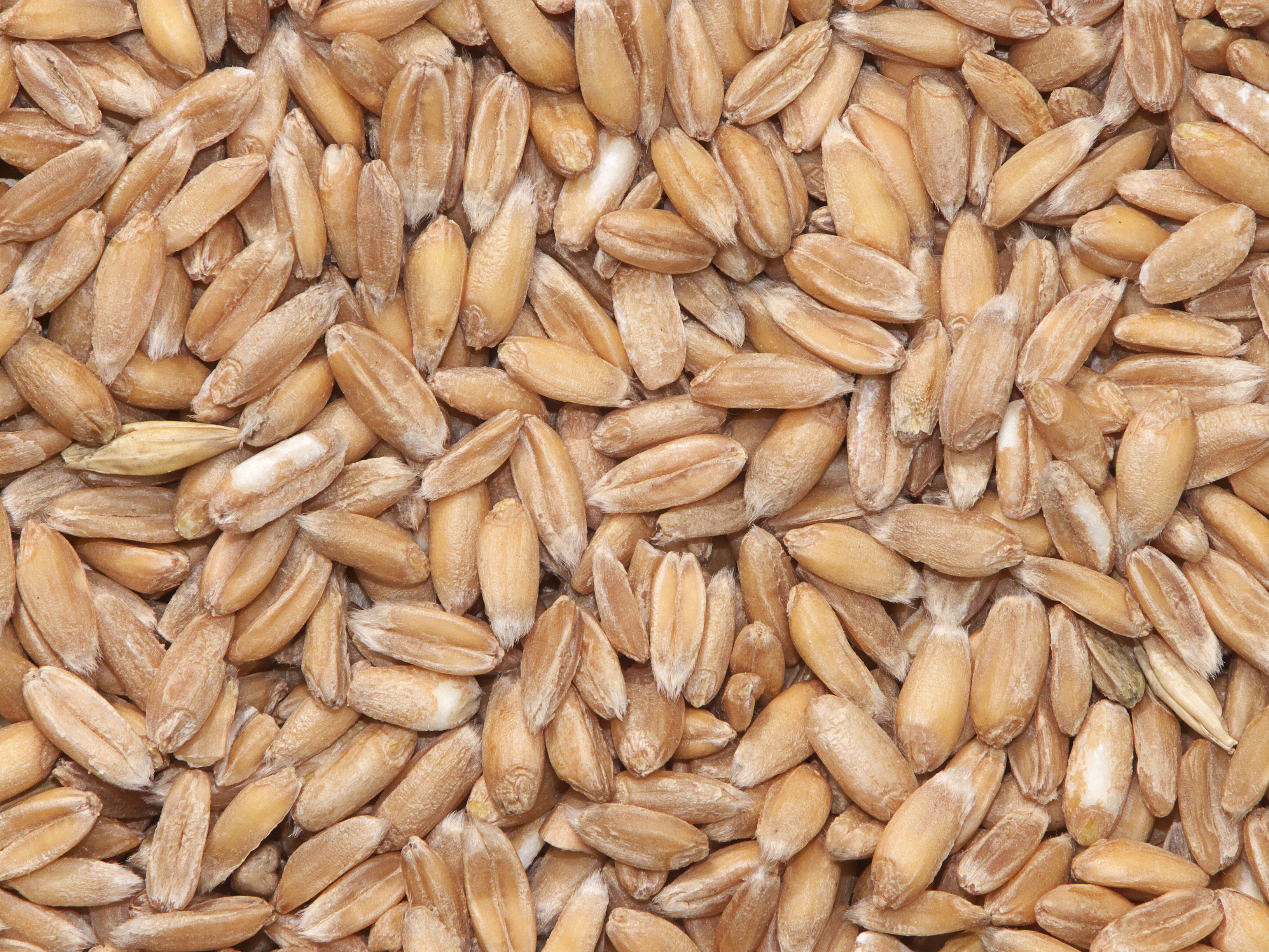 Health Benefits of Ancient Grains (image credits: wikimedia)