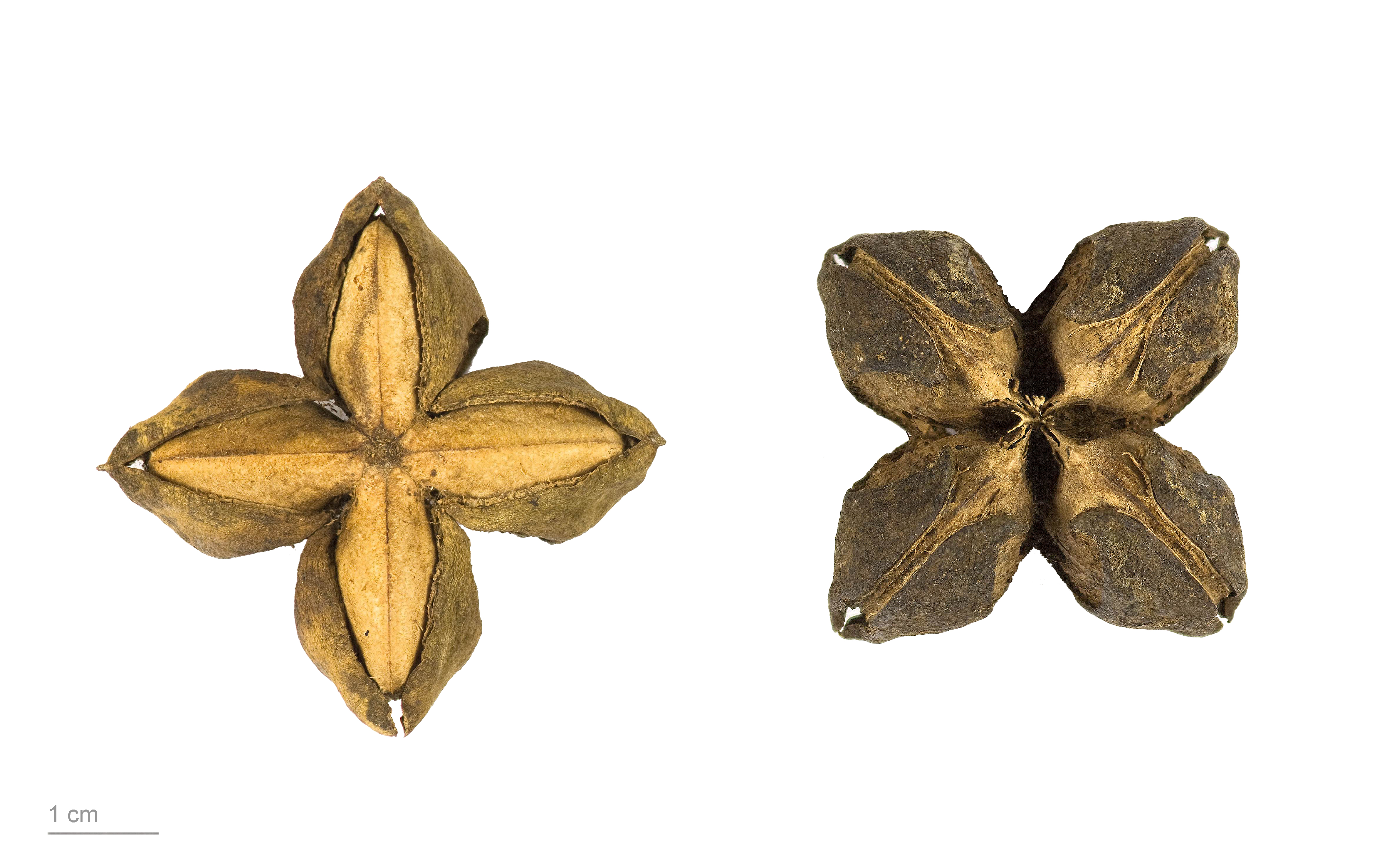 5. Sacha Inchi: Amazonian Seed Packed with Plant-Based Omega-3s (image credits: wikimedia)