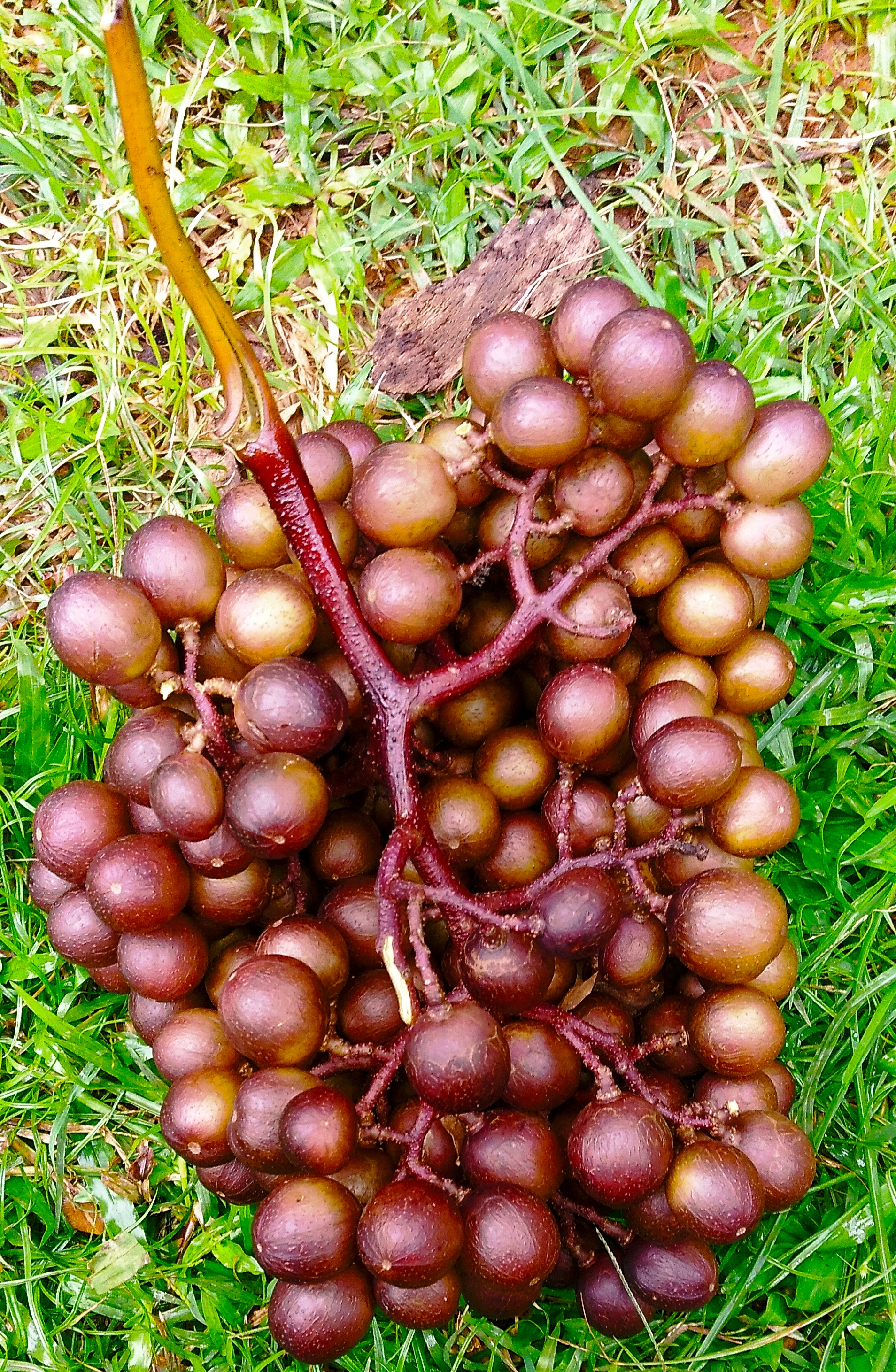 Spices: Saffron, Pepper, and More at Risk (image credits: wikimedia)