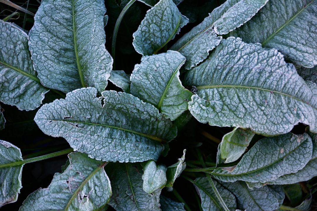 Frozen Spinach: Surprisingly High in Iron and Fiber (image credits: unsplash)