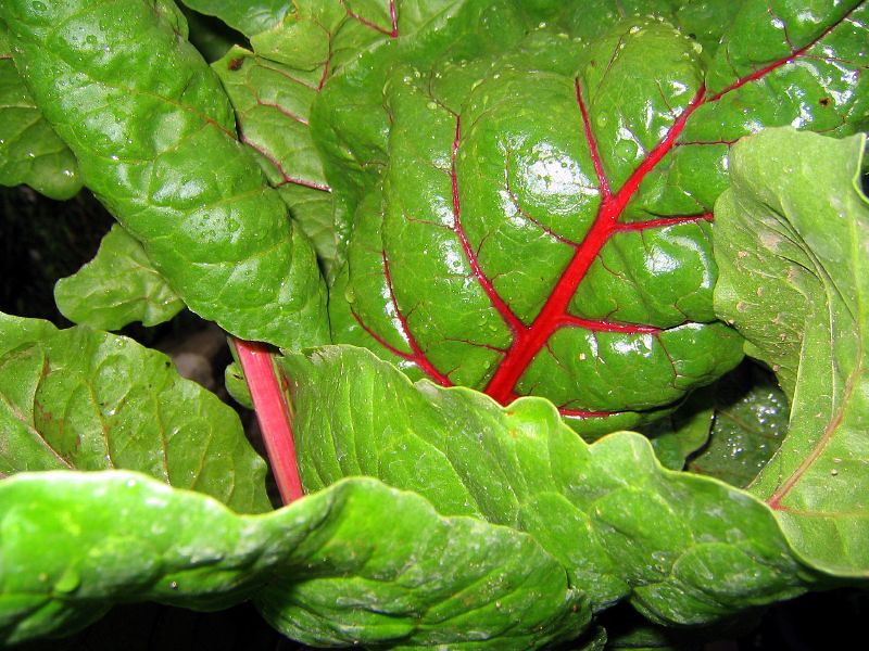 Swiss Chard Swings for Third (image credits: flickr)