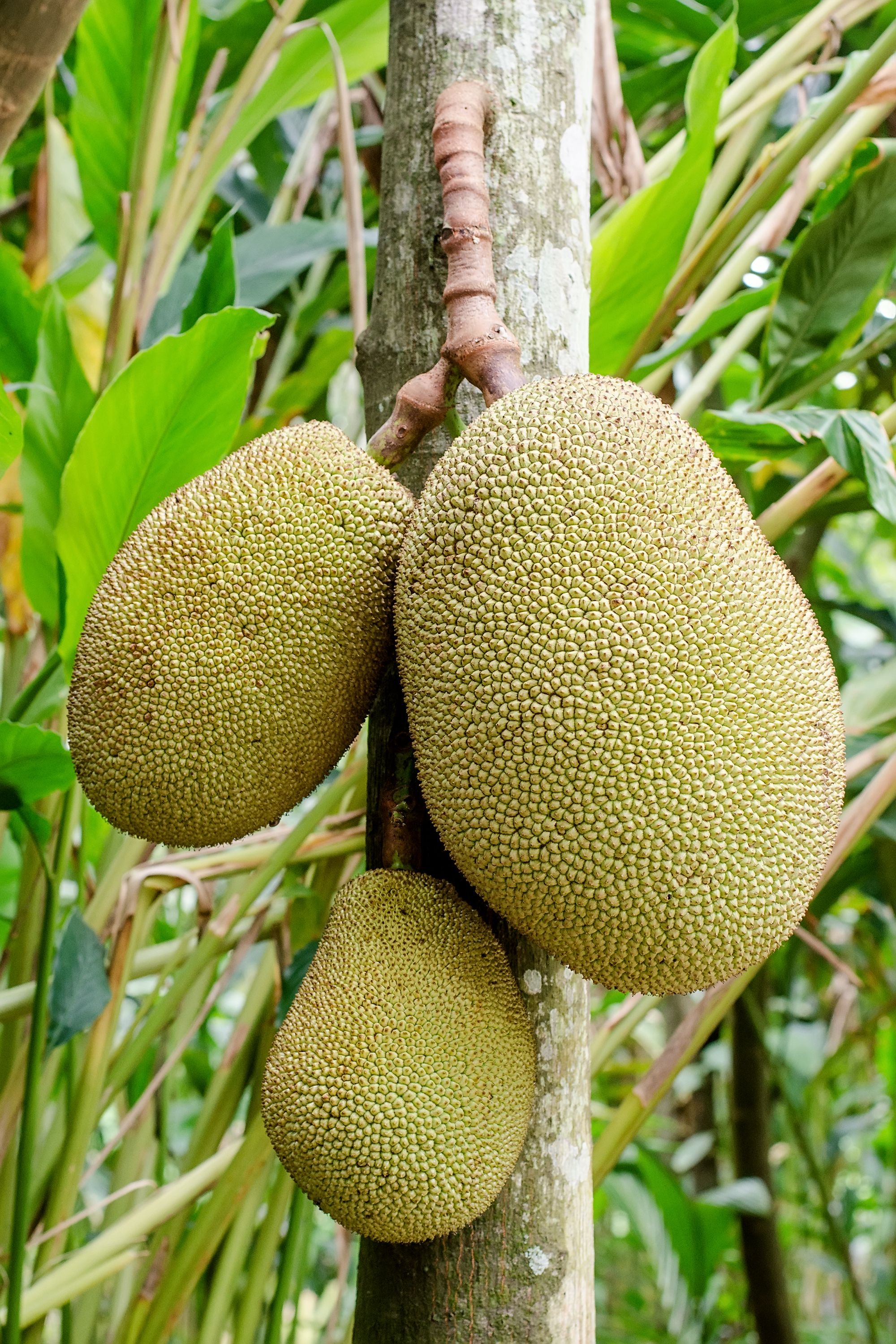 Jackfruit: The Tropical Giant (image credits: wikimedia)