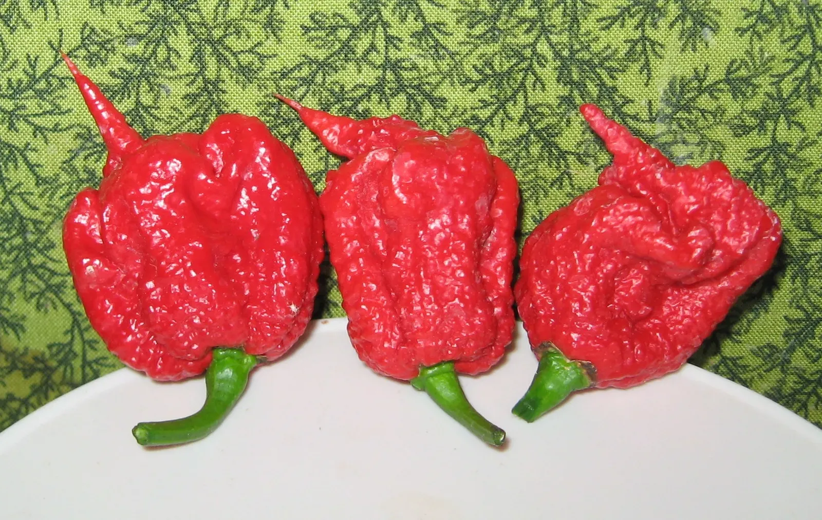 Carolina Reaper and Superhots: The Medical Case Studies Begin (Image Credits: Wikimedia)