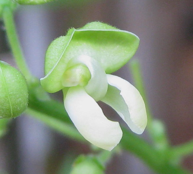 Lima Beans: The Creamy Contender (image credits: wikimedia)