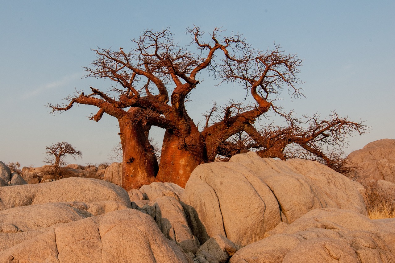 Baobab: The Nutrient-Dense Fruit (image credits: pixabay)