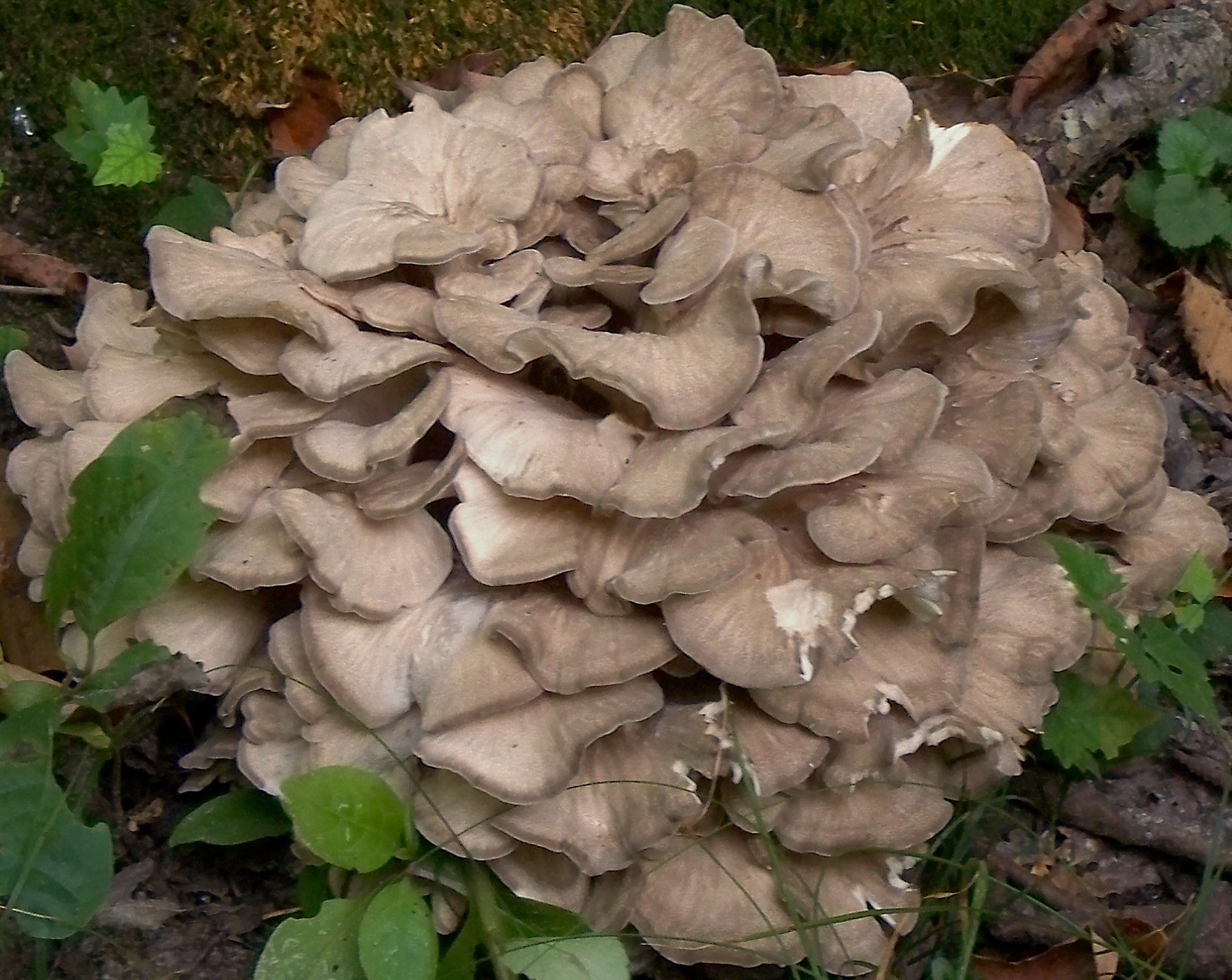 Maitake - The Dancing Mushroom (image credits: wikimedia)