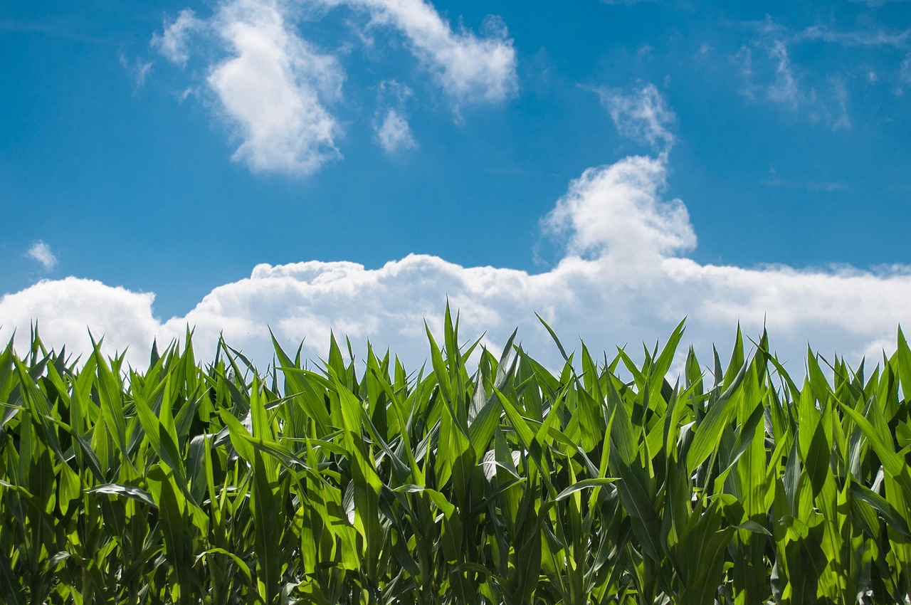 The Financial Crisis Gripping Corn Belt Farmers (image credits: pixabay)