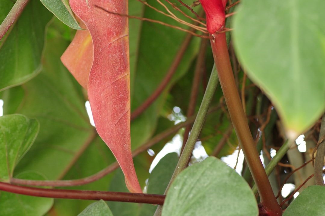 Rhubarb's Deadly Green Secret (image credits: unsplash)