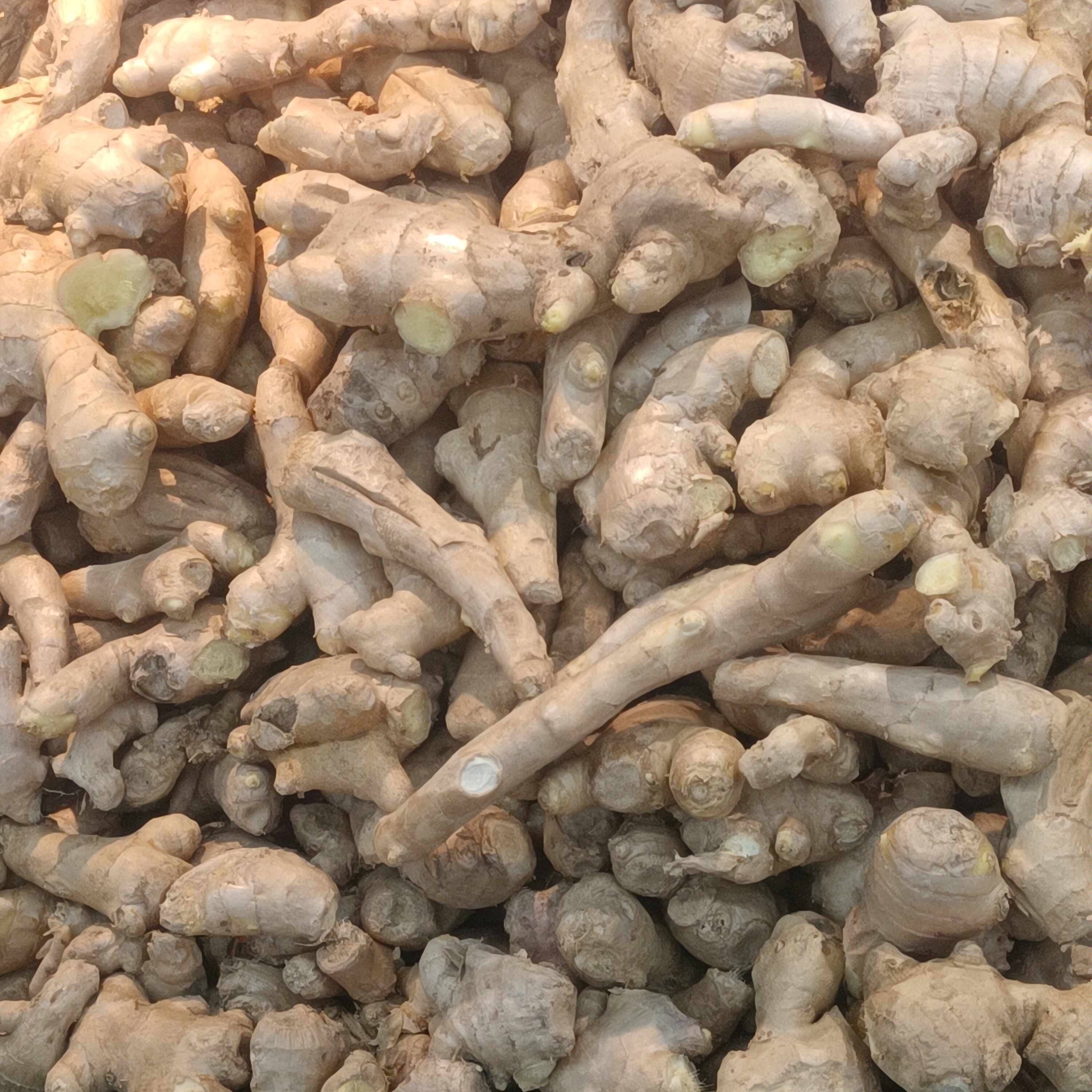 Ginger: The Fiery Root That Soothes (image credits: wikimedia)