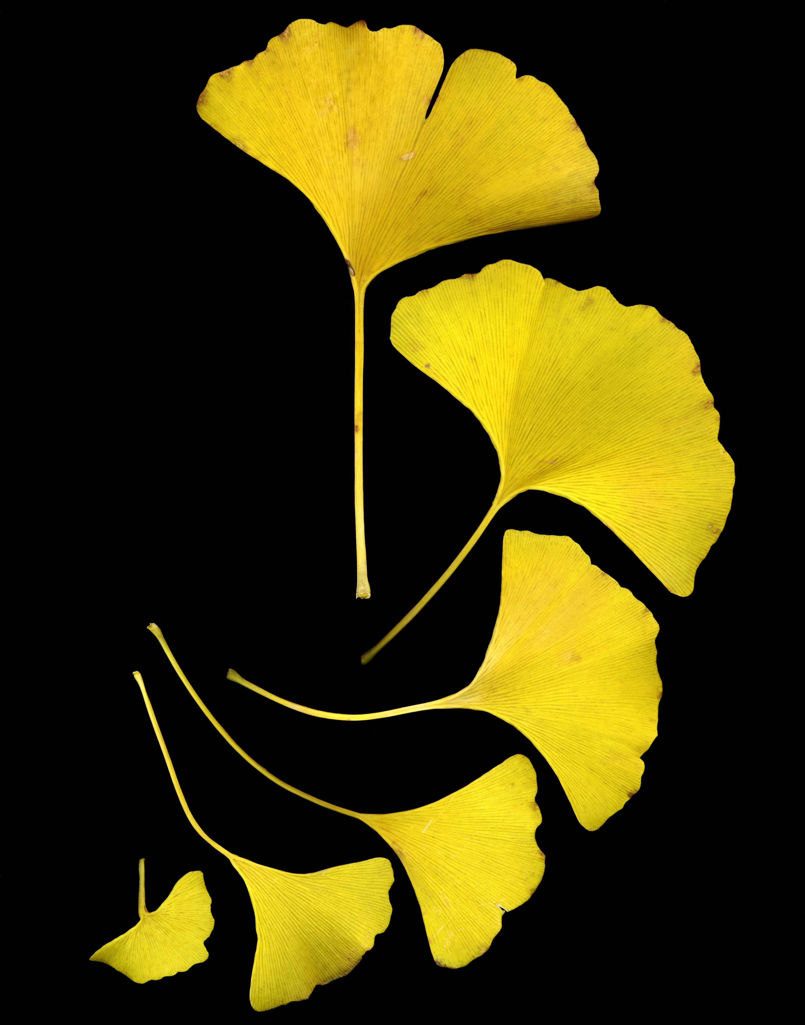 Ginkgo Biloba (image credits: wikimedia)