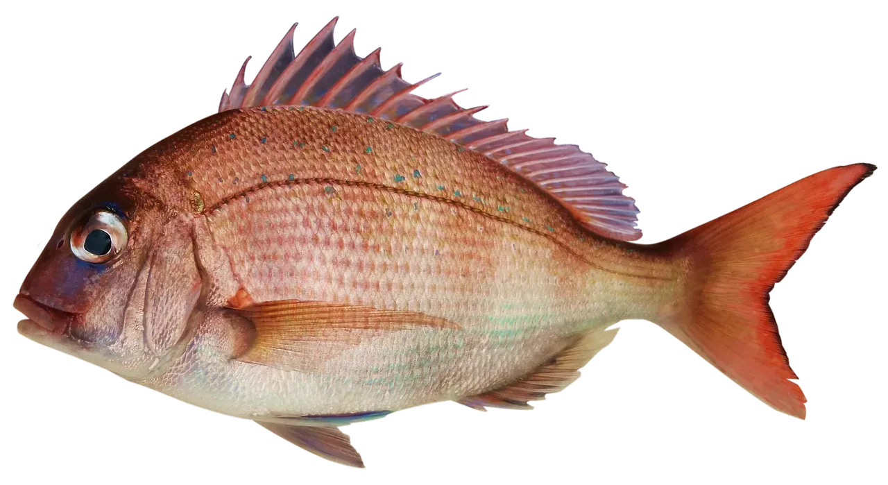 3. Red Snapper or Halibut Appears on the Menu (Image Credits: Pixabay)