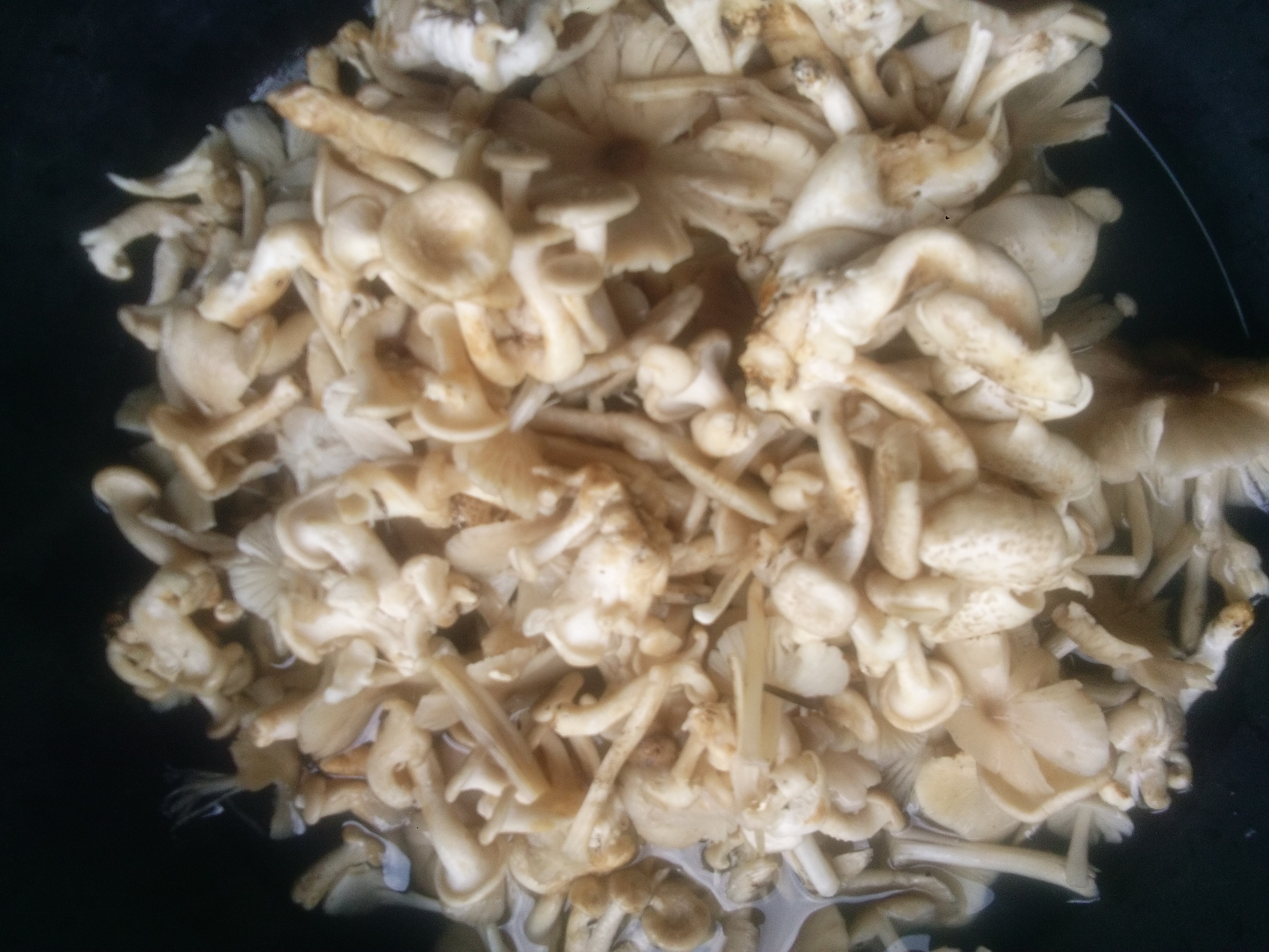Mushrooms: Nature’s Immune Commanders (image credits: wikimedia)
