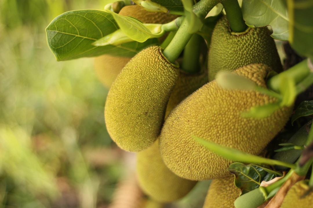 Nutritional Benefits of Jackfruit (image credits: unsplash)