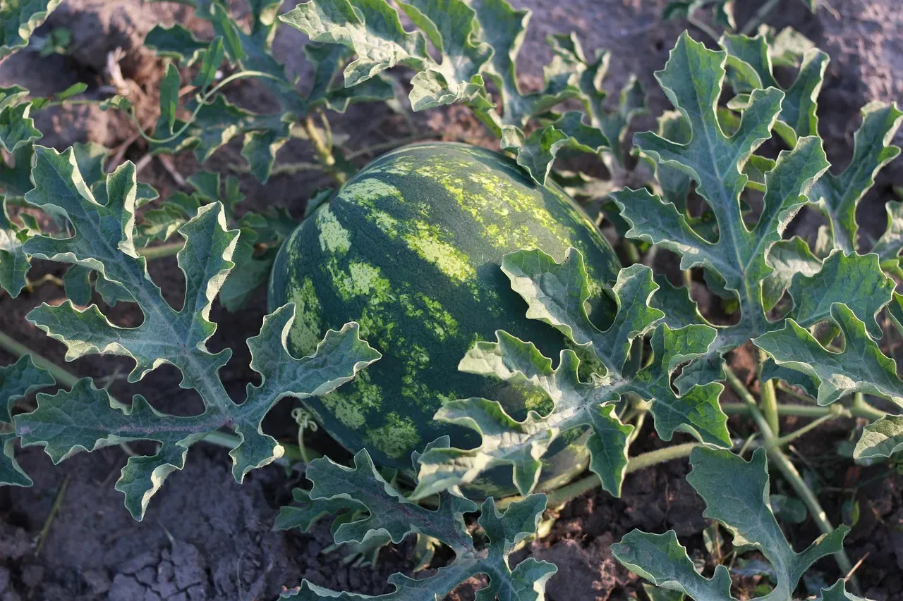 Libra: Moon and Stars Watermelon Foliage (Image Credits: Pixabay)
