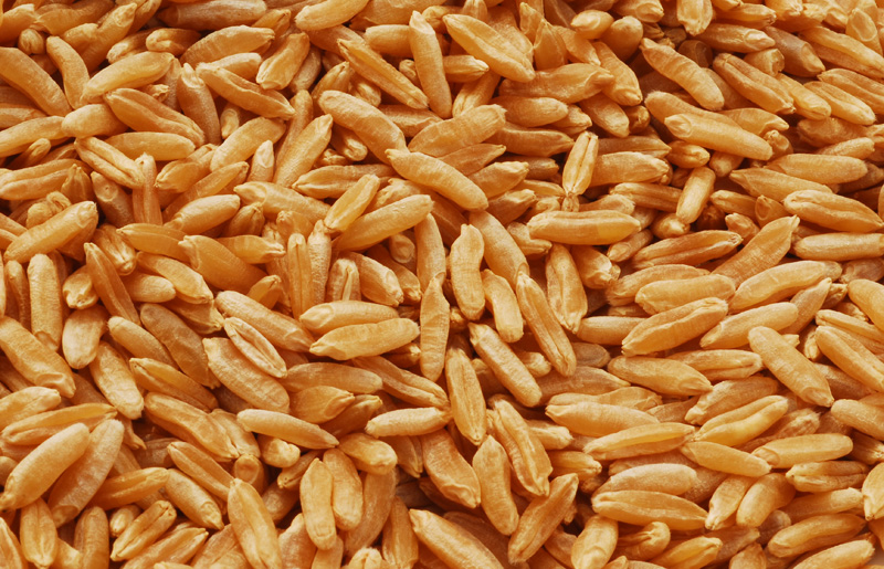 Kamut: The Ancient Wheat with Modern Benefits (Image Credits: Wikimedia)
