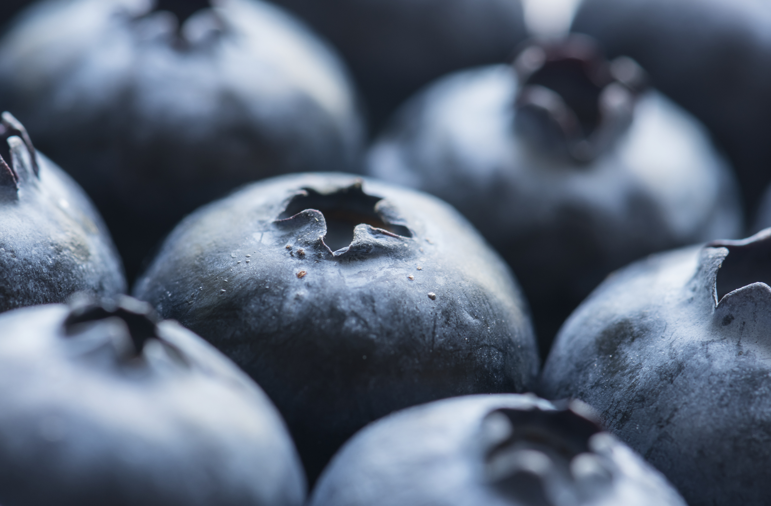 Blueberries: The Real Deal (image credits: wikimedia)