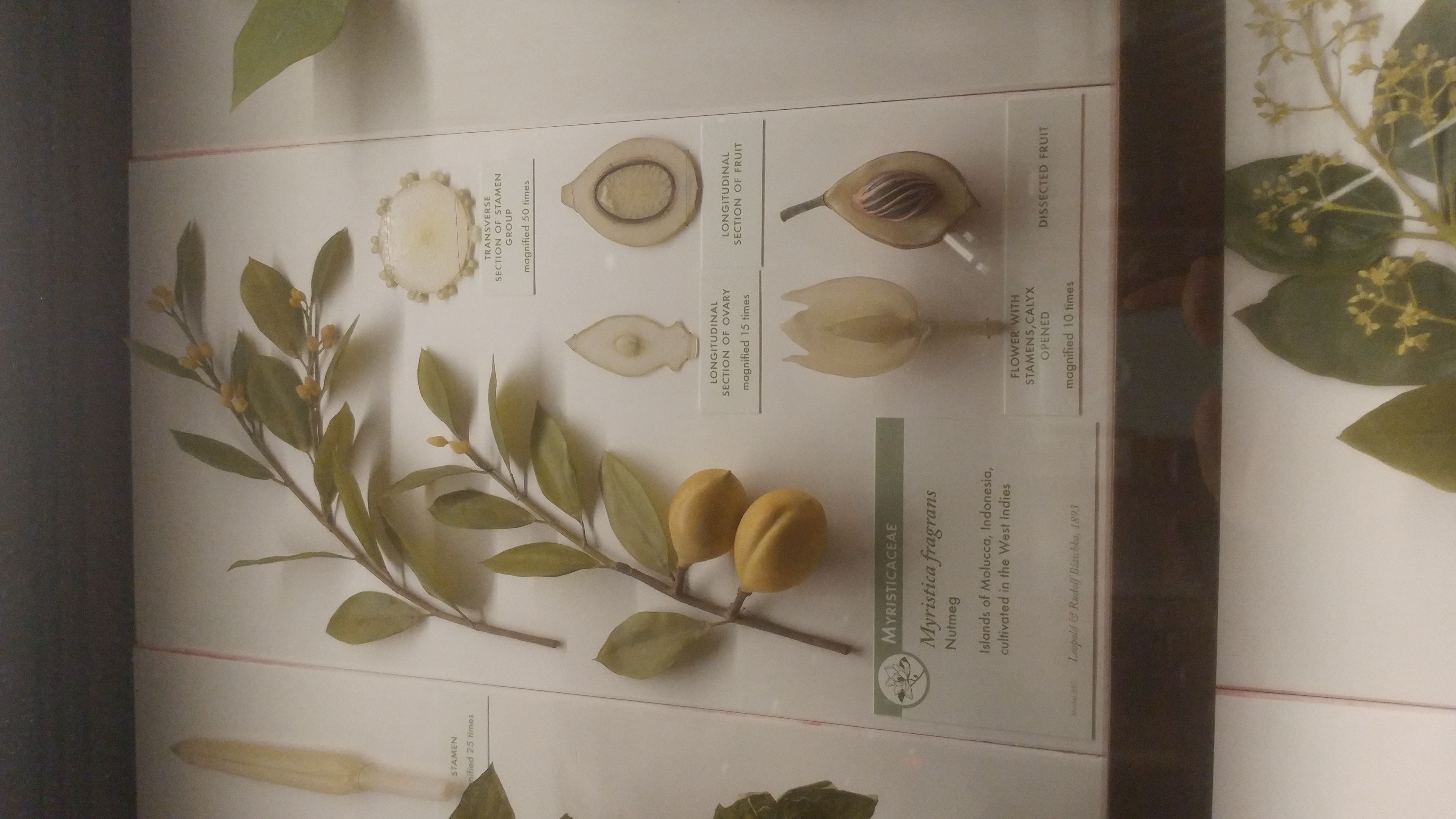 The Legacy of Nutmeg (image credits: wikimedia)