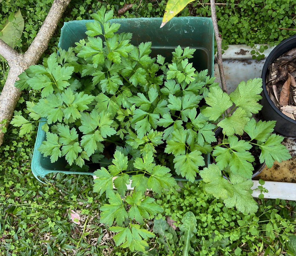 Parsley: The Nutritional Superstar (Image Credits: Flickr)