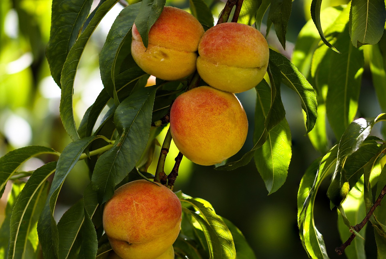 Peaches: Summer Sweetness with Benefits (image credits: pixabay)