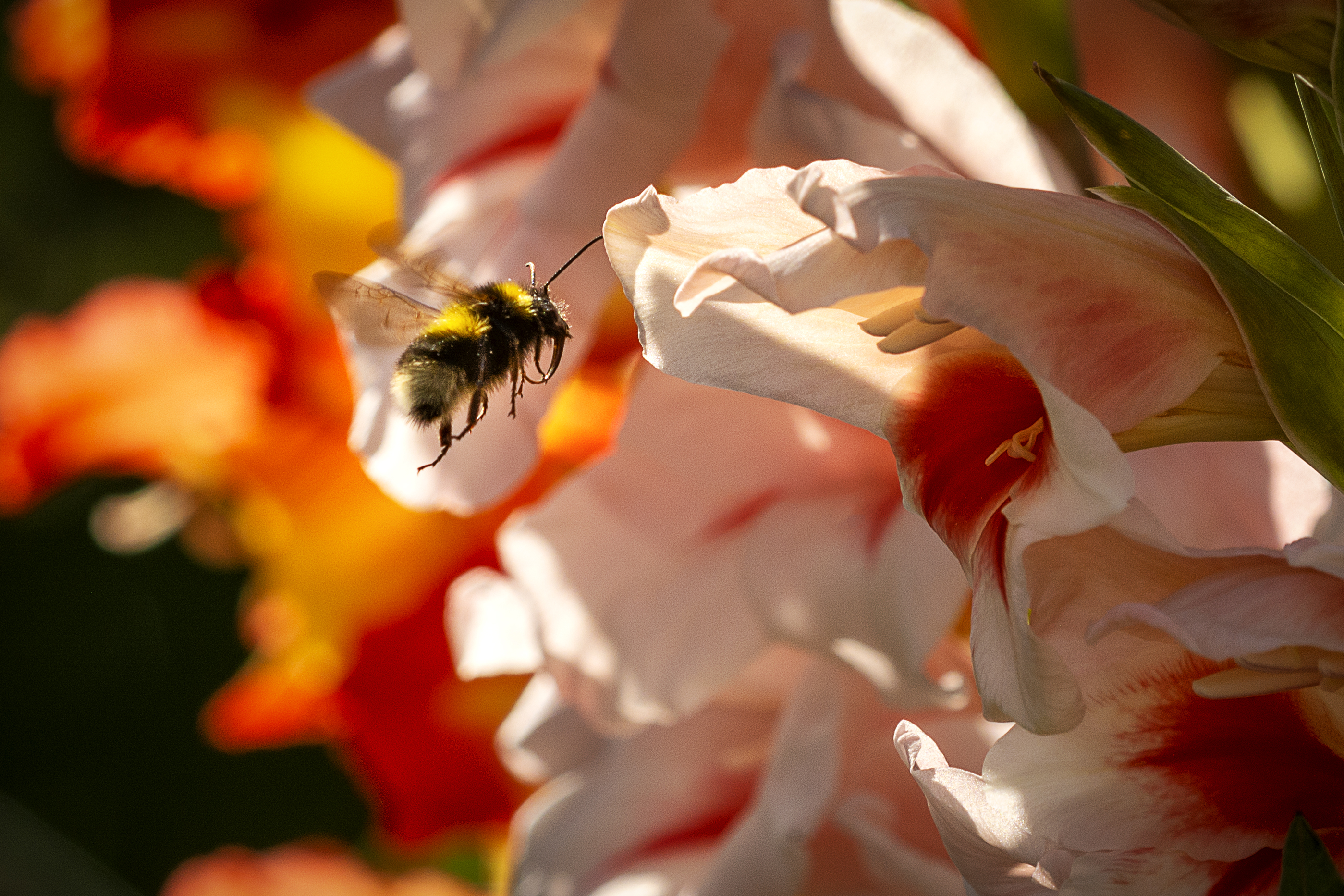 Honey: Bees in Danger (image credits: wikimedia)
