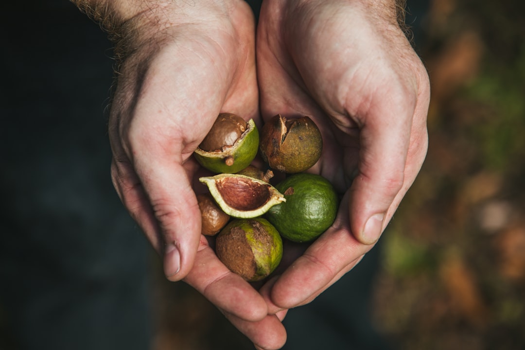 Macadamia Nuts: Monounsaturated Marvels (image credits: unsplash)