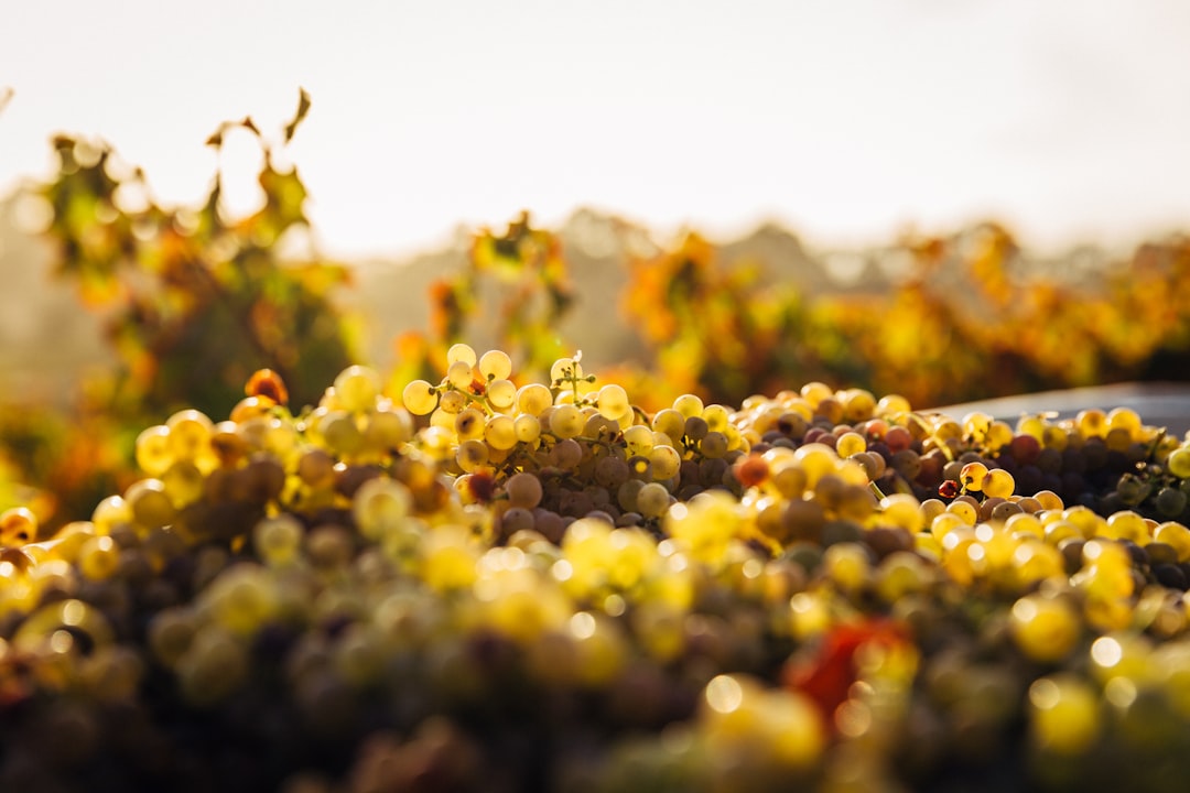 Pairing Lavender Lamb with Wine (image credits: unsplash)