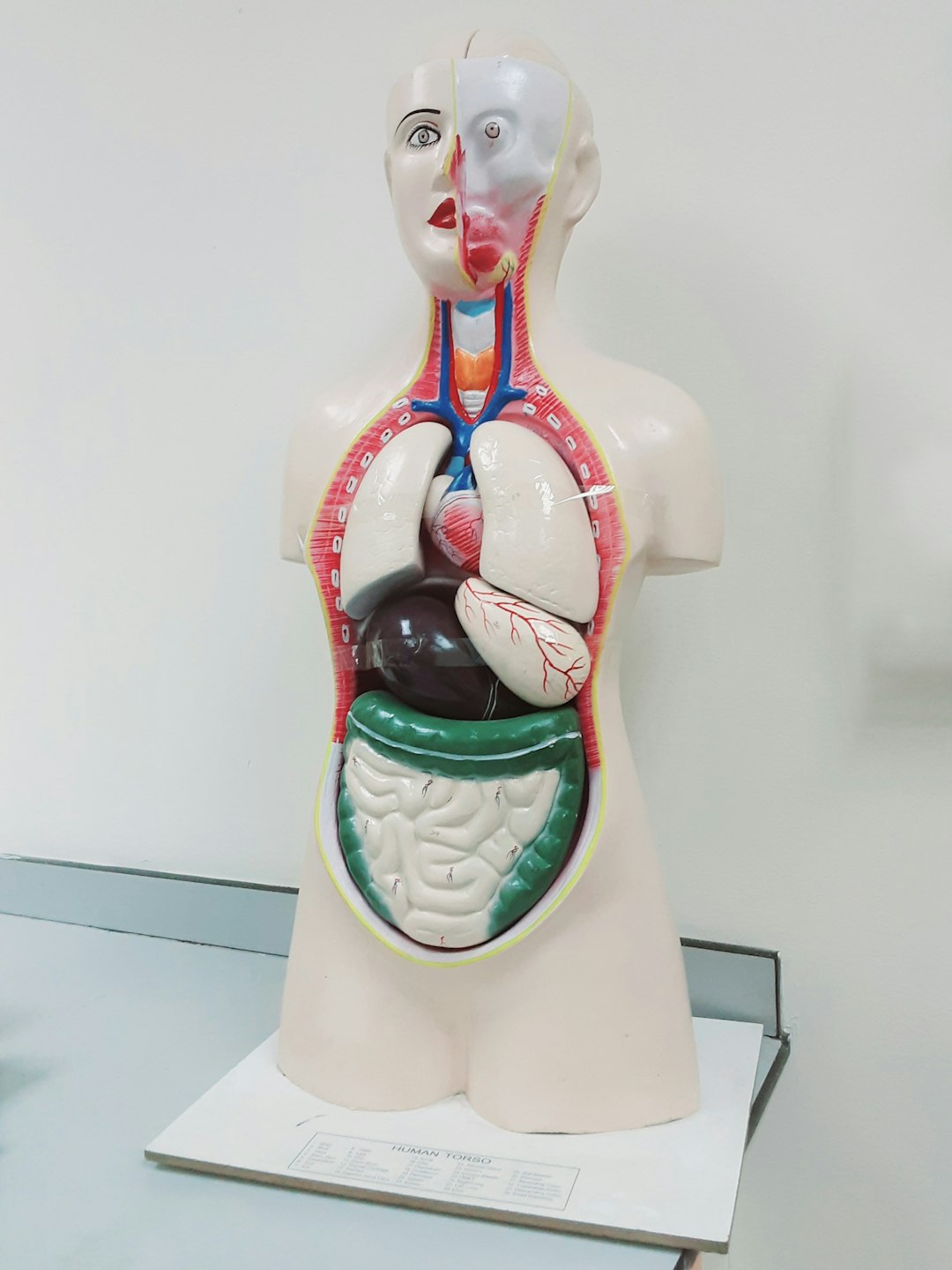 The Science Behind Digestion Timing (image credits: unsplash)